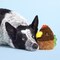 Bark Bark Rubber Hen Dog Toy 1 pk 209214 - alternate 2